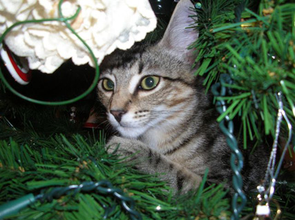 kitten